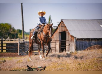 American Quarter Horse, Wałach, 12 lat, 142 cm, Ciemnokasztanowata