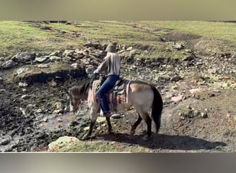 American Quarter Horse, Wałach, 12 lat, 145 cm, Jelenia
