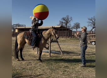 American Quarter Horse, Wałach, 12 lat, 145 cm, Jelenia