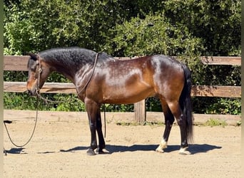 American Quarter Horse, Wałach, 12 lat, 147 cm, Gniada