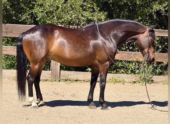 American Quarter Horse, Wałach, 12 lat, 147 cm, Gniada