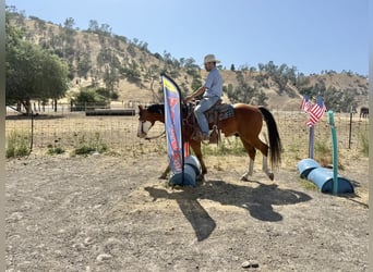 American Quarter Horse, Wałach, 12 lat, 147 cm, Overo wszelkich maści