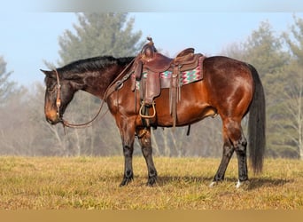 American Quarter Horse, Wałach, 12 lat, 150 cm, Gniadodereszowata