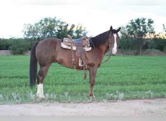 American Quarter Horse, Wałach, 12 lat, 152 cm, Ciemnokasztanowata