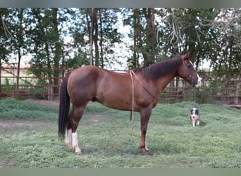 American Quarter Horse, Wałach, 12 lat, 152 cm, Ciemnokasztanowata