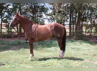 American Quarter Horse, Wałach, 12 lat, 152 cm, Ciemnokasztanowata
