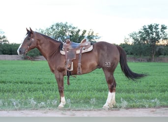 American Quarter Horse, Wałach, 12 lat, 152 cm, Ciemnokasztanowata