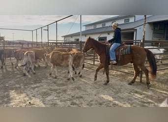 American Quarter Horse, Wałach, 12 lat, 152 cm, Cisawa