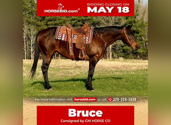 American Quarter Horse, Wałach, 12 lat, 152 cm, Gniada