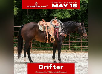 American Quarter Horse, Wałach, 12 lat, 152 cm, Gniada