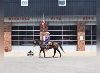 American Quarter Horse, Wałach, 12 lat, 152 cm, Gniada
