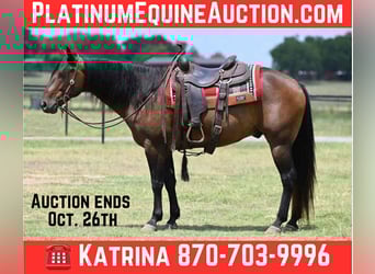 American Quarter Horse, Wałach, 12 lat, 152 cm, Gniada