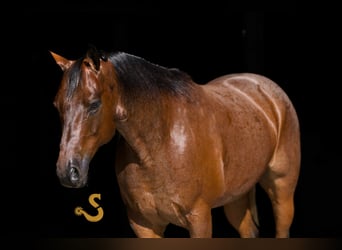 American Quarter Horse, Wałach, 12 lat, 152 cm, Gniadodereszowata