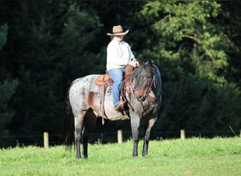 American Quarter Horse, Wałach, 12 lat, 152 cm, Gniadodereszowata