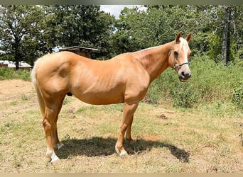 American Quarter Horse, Wałach, 12 lat, 152 cm, Izabelowata
