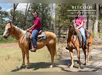 American Quarter Horse, Wałach, 12 lat, 152 cm, Izabelowata