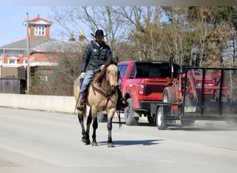 American Quarter Horse, Wałach, 12 lat, 152 cm, Jelenia