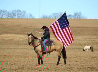 American Quarter Horse, Wałach, 12 lat, 152 cm, Jelenia
