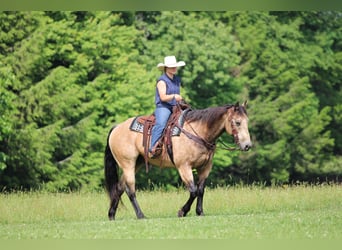 American Quarter Horse, Wałach, 12 lat, 152 cm, Jelenia
