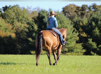American Quarter Horse, Wałach, 12 lat, 152 cm, Jelenia