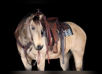 American Quarter Horse, Wałach, 12 lat, 152 cm, Jelenia