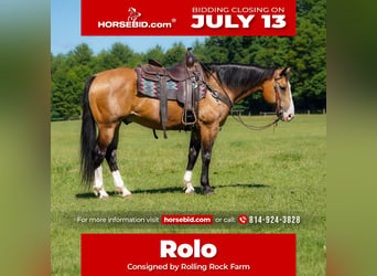 American Quarter Horse, Wałach, 12 lat, 152 cm, Jelenia