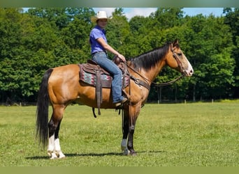 American Quarter Horse, Wałach, 12 lat, 152 cm, Jelenia