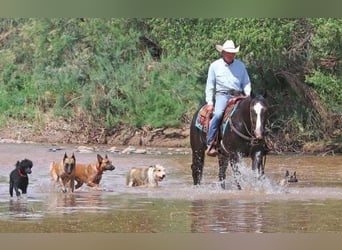 American Quarter Horse, Wałach, 12 lat, 152 cm, Kara