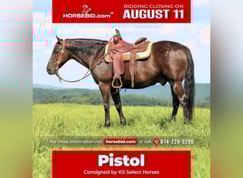 American Quarter Horse, Wałach, 12 lat, 152 cm, Kara