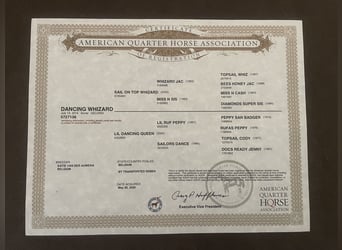 American Quarter Horse, Wałach, 12 lat, 152 cm, Kasztanowata