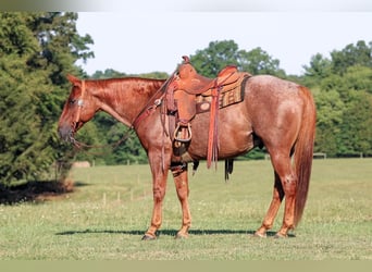 American Quarter Horse, Wałach, 12 lat, 152 cm, Kasztanowatodereszowata