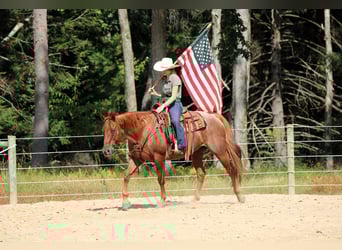 American Quarter Horse, Wałach, 12 lat, 152 cm, Kasztanowatodereszowata