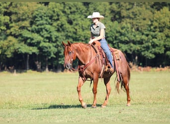 American Quarter Horse, Wałach, 12 lat, 152 cm, Kasztanowatodereszowata