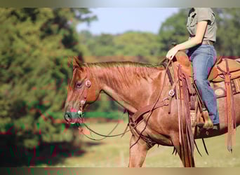American Quarter Horse, Wałach, 12 lat, 152 cm, Kasztanowatodereszowata