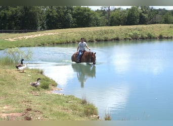 American Quarter Horse, Wałach, 12 lat, 152 cm, Kasztanowatodereszowata