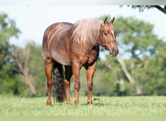 American Quarter Horse, Wałach, 12 lat, 152 cm, Kasztanowatodereszowata