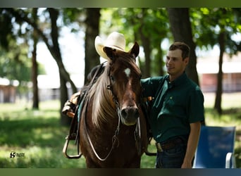 American Quarter Horse, Wałach, 12 lat, 152 cm, Kasztanowatodereszowata