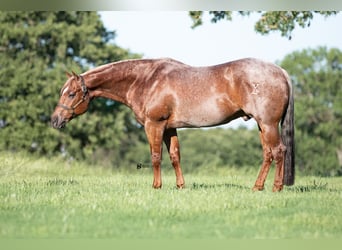American Quarter Horse, Wałach, 12 lat, 152 cm, Kasztanowatodereszowata