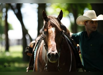 American Quarter Horse, Wałach, 12 lat, 152 cm, Kasztanowatodereszowata