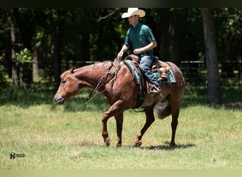 American Quarter Horse, Wałach, 12 lat, 152 cm, Kasztanowatodereszowata