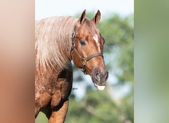 American Quarter Horse, Wałach, 12 lat, 152 cm, Kasztanowatodereszowata