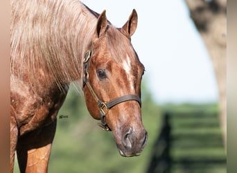 American Quarter Horse, Wałach, 12 lat, 152 cm, Kasztanowatodereszowata