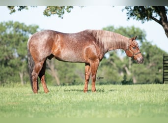 American Quarter Horse, Wałach, 12 lat, 152 cm, Kasztanowatodereszowata