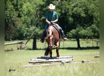 American Quarter Horse, Wałach, 12 lat, 152 cm, Kasztanowatodereszowata