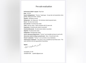 American Quarter Horse, Wałach, 12 lat, 152 cm, Overo wszelkich maści