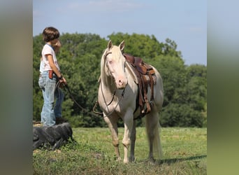 American Quarter Horse, Wałach, 12 lat, 152 cm, Perlino