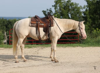 American Quarter Horse, Wałach, 12 lat, 152 cm, Perlino