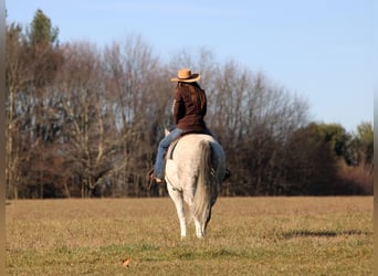 American Quarter Horse, Wałach, 12 lat, 152 cm, Siwa