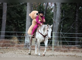 American Quarter Horse, Wałach, 12 lat, 152 cm, Siwa