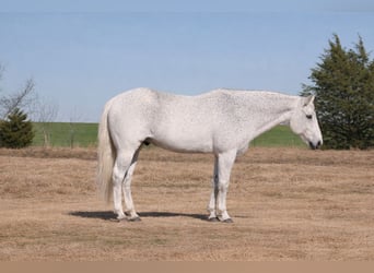 American Quarter Horse, Wałach, 12 lat, 152 cm, Siwa